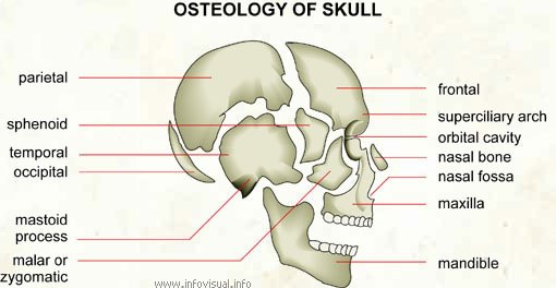 How forensic anthropologists find out information from bones