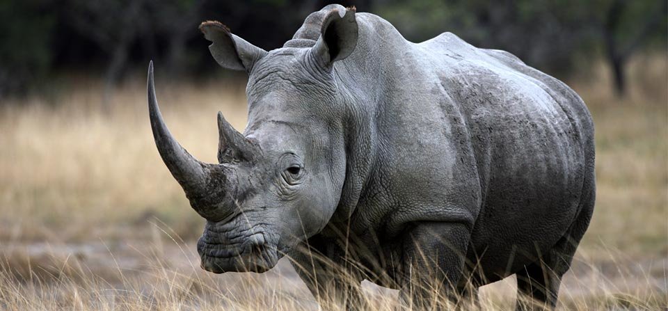 Forensic teams scour rhino killing scenes in Kruger park
